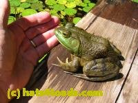 /home//u458753944/public_html/sourcegallery/////////////////////Frogs/More bullfrogs/DSCN5491.JPG